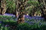 Donate a tree on 3+ nights stays!