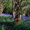 Donate a tree on 3+ nights stays!